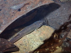 Oreonectes platycephalus