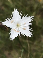 Dianthus mooiensis