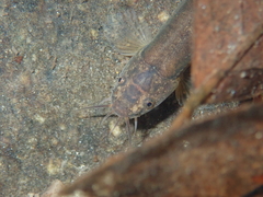 Oreonectes platycephalus