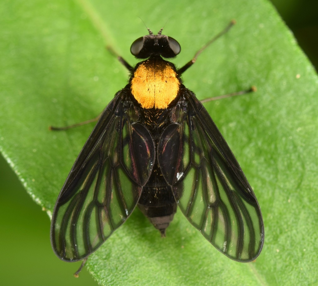 Chrysopilus davisi