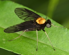 Chrysopilus davisi
