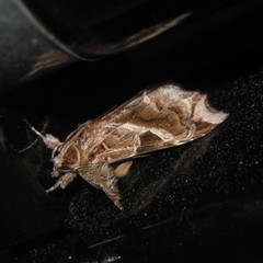 Callopistria floridensis