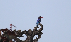 Halcyon cyanoventris