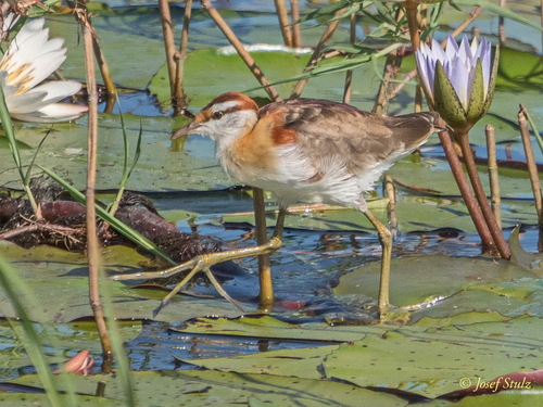 Lesser Jacana