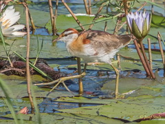 Lesser Jacana photo 3