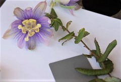 Passiflora garckei