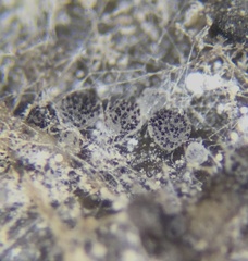 Saccobolus depauperatus