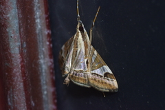 Agrioglypta fulguralis
