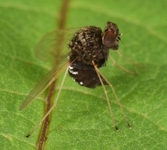 Chrysopilus basilaris