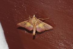 Endotricha olivacealis