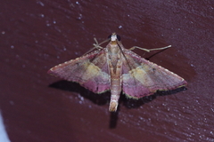 Endotricha olivacealis