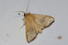 Canaea ryukyuensis