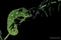 Chamaeleo zeylanicus