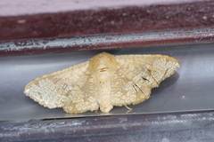 Canaea ryukyuensis