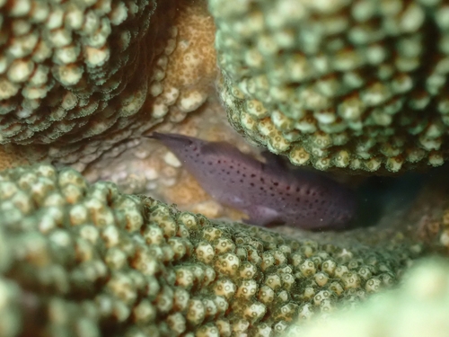 Caracanthus maculatus observed 2026-02-04