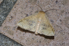 Canaea ryukyuensis