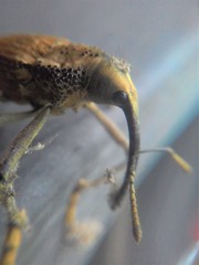 Rhinastus latisternus