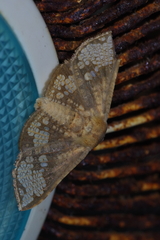 Canaea ryukyuensis