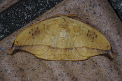 Callidrepana hirayamai