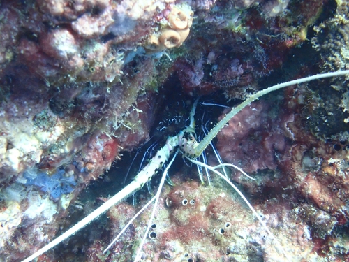 Painted Spiny Lobster (Panulirus versicolor)