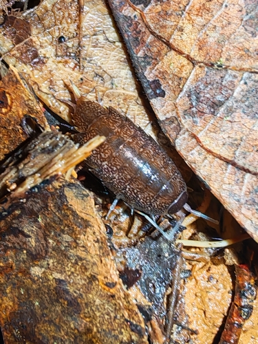 Ischioscia panamensis