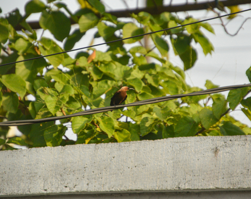 Carmelite Sunbird