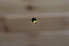 Morphosphaera caerulea