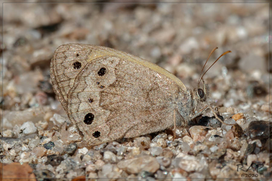 Pharneuptychia phares