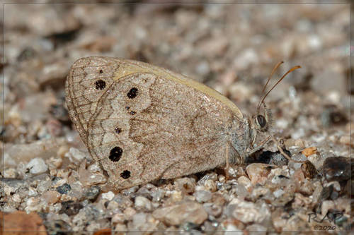 Ocelitos Común