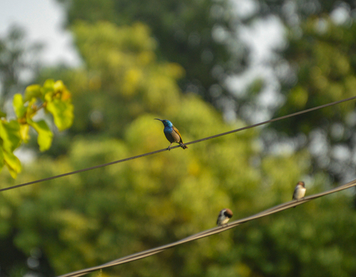 Green-headed Sunbird