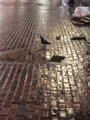 Columba livia domestica