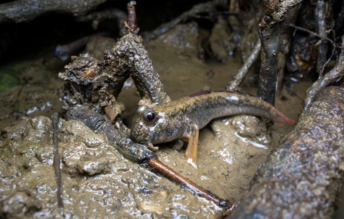Largefin mudskipper (Periophthalmus magnuspinnatus) — Gobiidae — 4