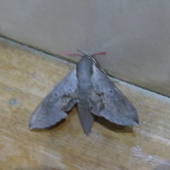 Hippotion rosae
