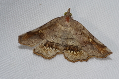 Pangrapta flavomacula