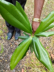 Pimenta racemosa