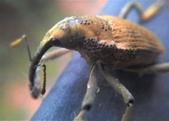 Rhinastus latisternus