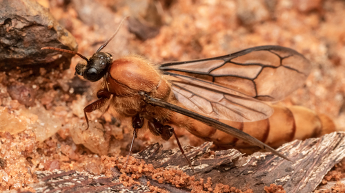 Dorylus labiatusDorylus labiatus