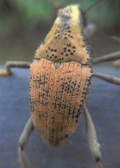 Rhinastus latisternus