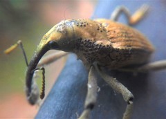 Rhinastus latisternus