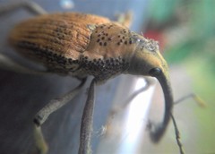 Rhinastus latisternus