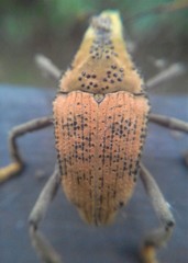 Rhinastus latisternus