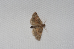 Gymnoscelis esakii