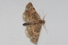 Gymnoscelis esakii