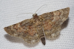 Gymnoscelis esakii