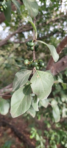 Foto de Afrocanthium gilfillanii