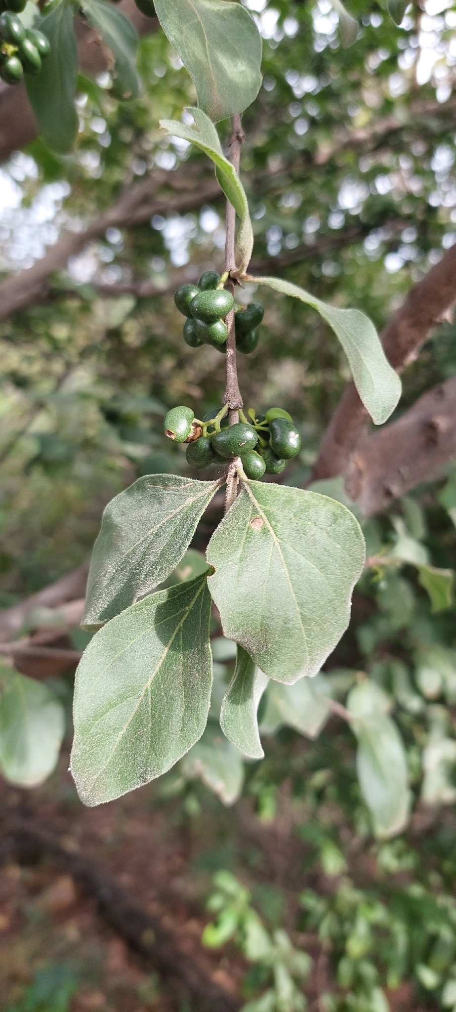 Imagem de Afrocanthium gilfillanii