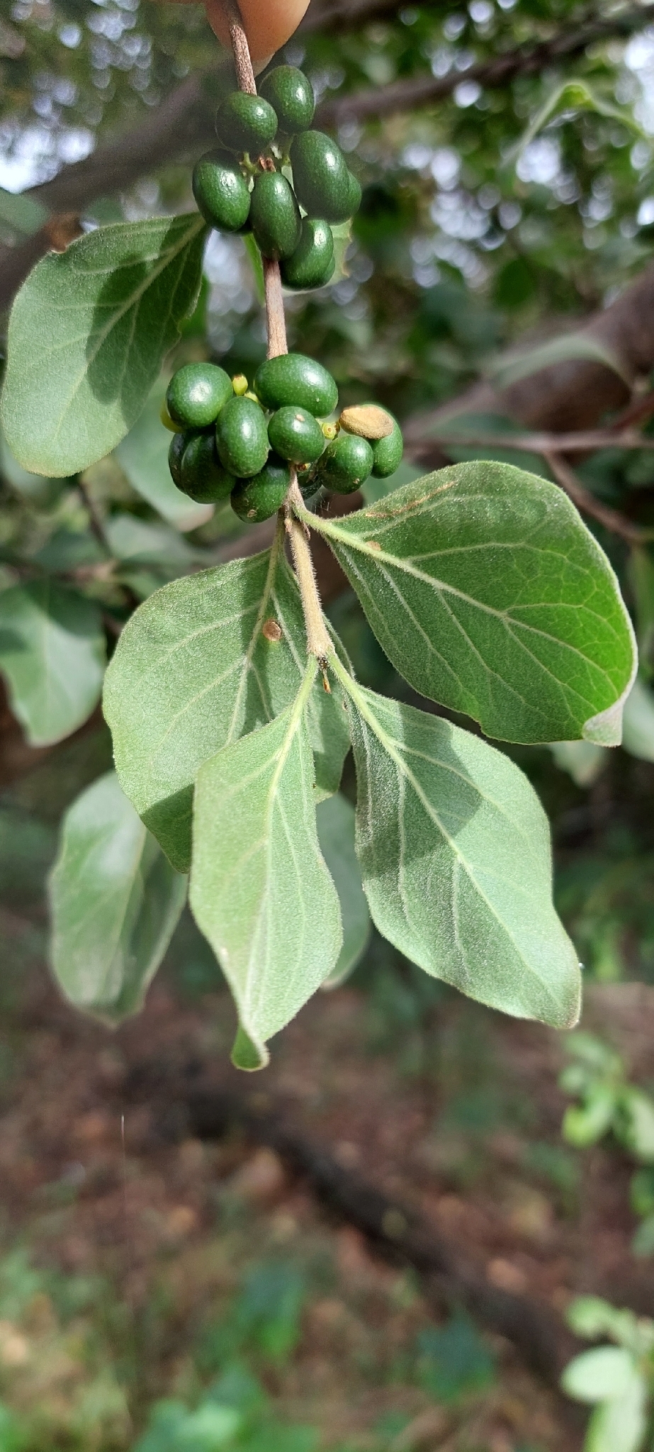 Imagem de Afrocanthium gilfillanii