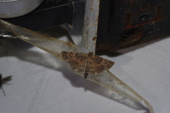 Gymnoscelis esakii