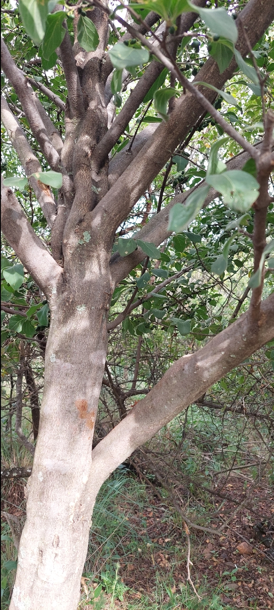 Imagem de Afrocanthium gilfillanii