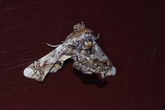 Eutelia adulatricoides